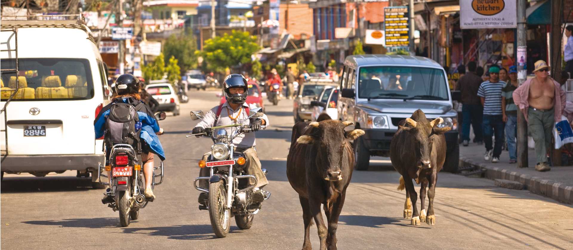 Cars and cows share the road in Pokhara, Nepal | Peter Walton