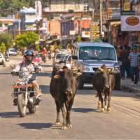 Cars and cows share the road in Pokhara, Nepal | Peter Walton