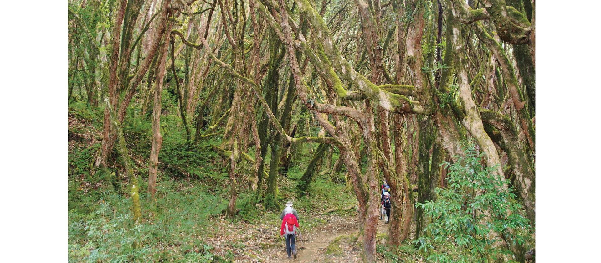 Tadapani in the Annapurna region, Nepal | Jake Hutchins