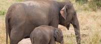 Elephants in Udawalawe | Sarath Matararachi