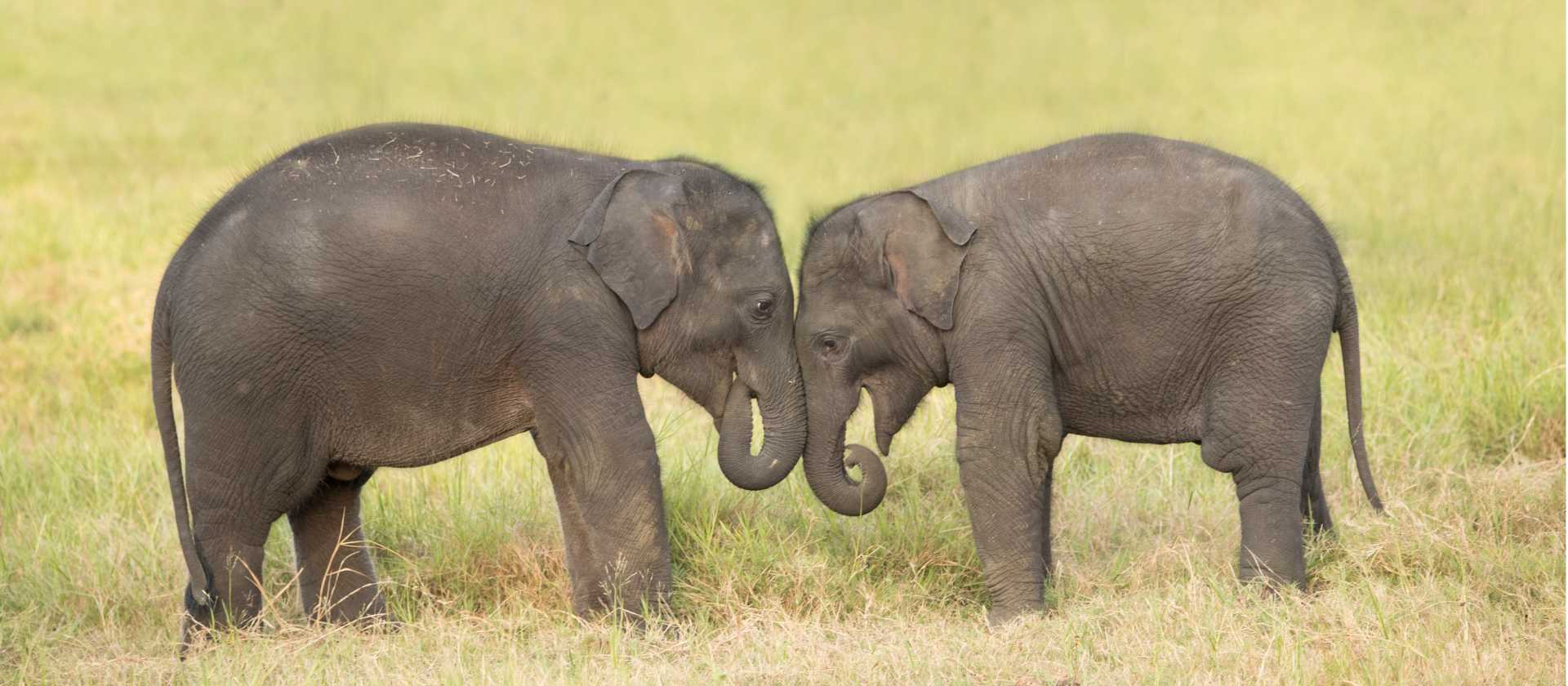 Visiting orphan baby elephants in Udawalawe | Houndstooth Studio by Alex Cearns