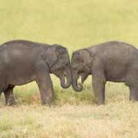 Visiting orphan baby elephants in Udawalawe | Houndstooth Studio by Alex Cearns