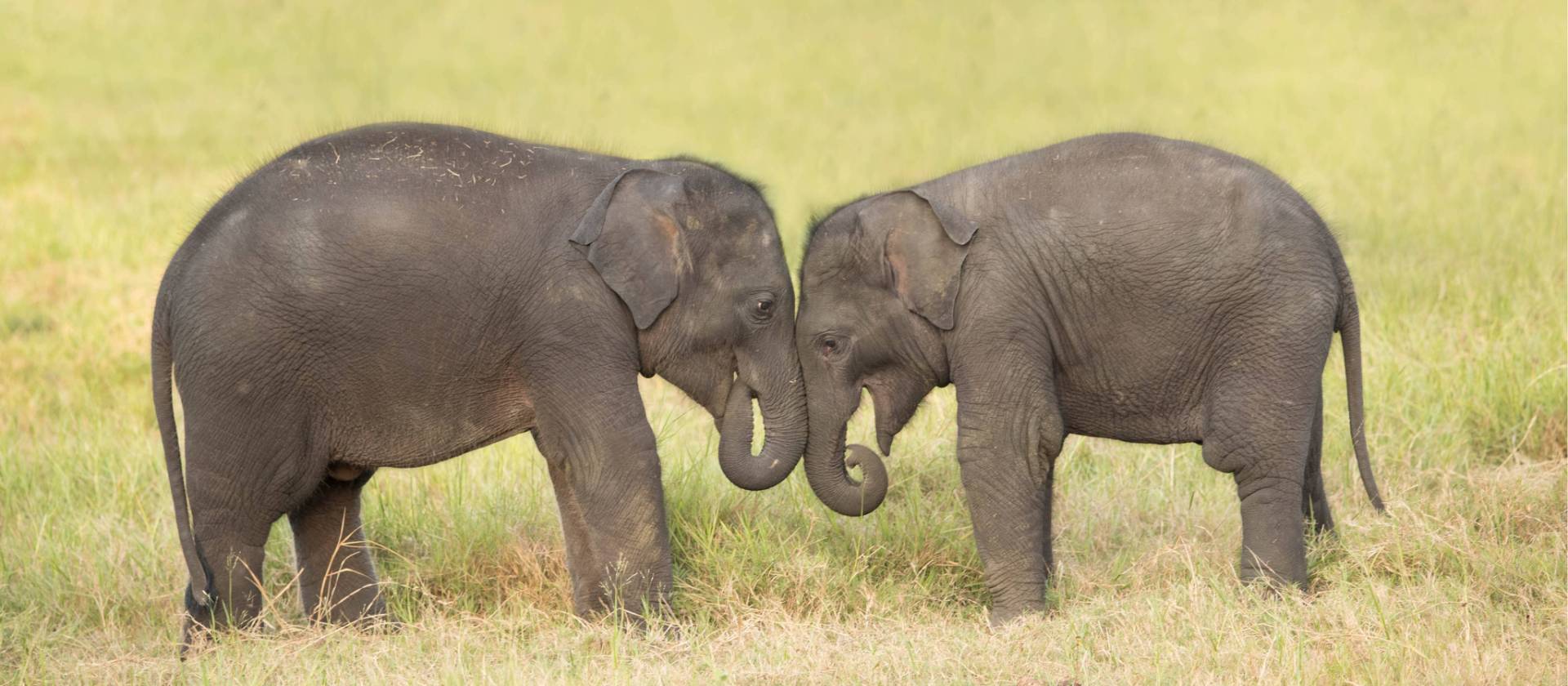 Visiting orphan baby elephants in Udawalawe | Houndstooth Studio by Alex Cearns