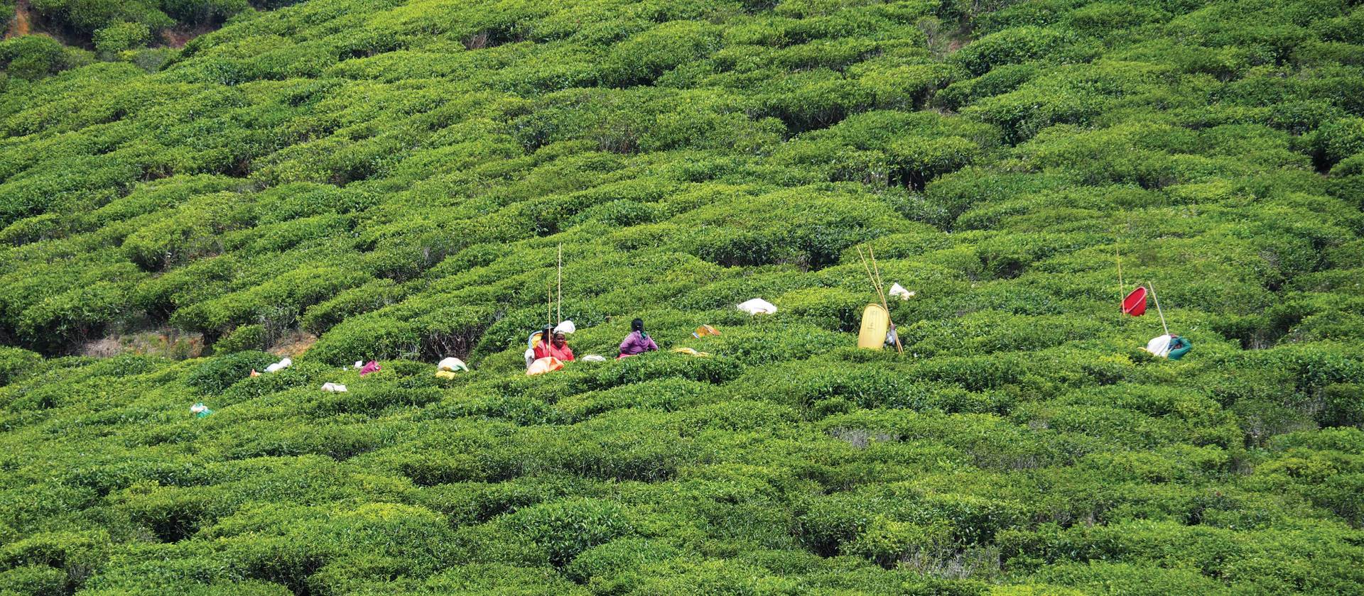 Locals working the tea plantations in Nuwara Eliya | Scott Pinnegar
