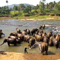 Elephants enjoying a nice refreshing bath | Alex Robertson