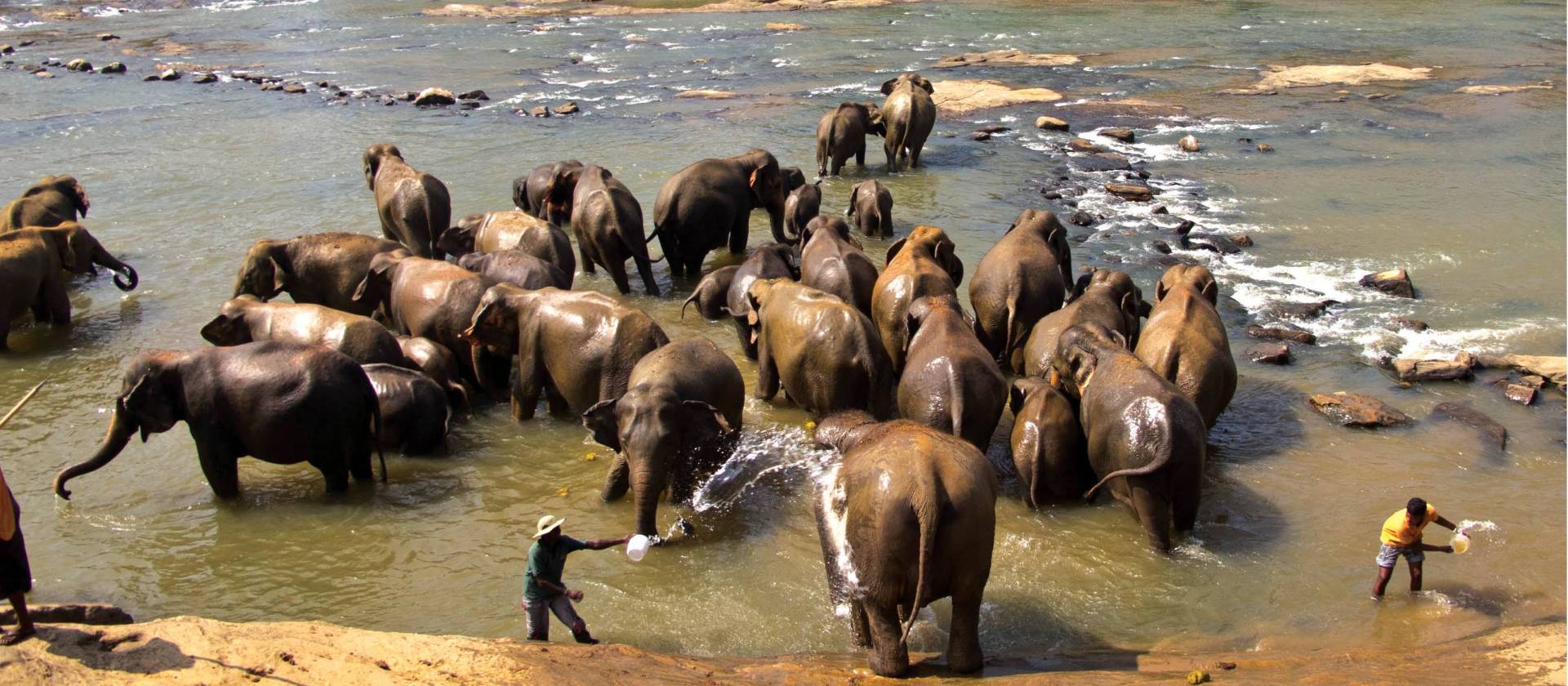 Elephants enjoying a nice refreshing bath | Alex Robertson