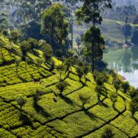 Classic Sri Lankan tea plantation landscapes | Richard I'Anson