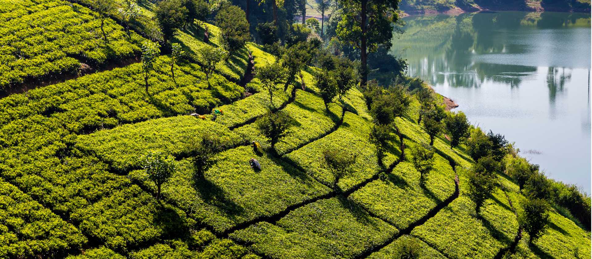 Classic Sri Lankan tea plantation landscapes | Richard I'Anson