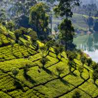 Classic Sri Lankan tea plantation landscapes | Richard I'Anson