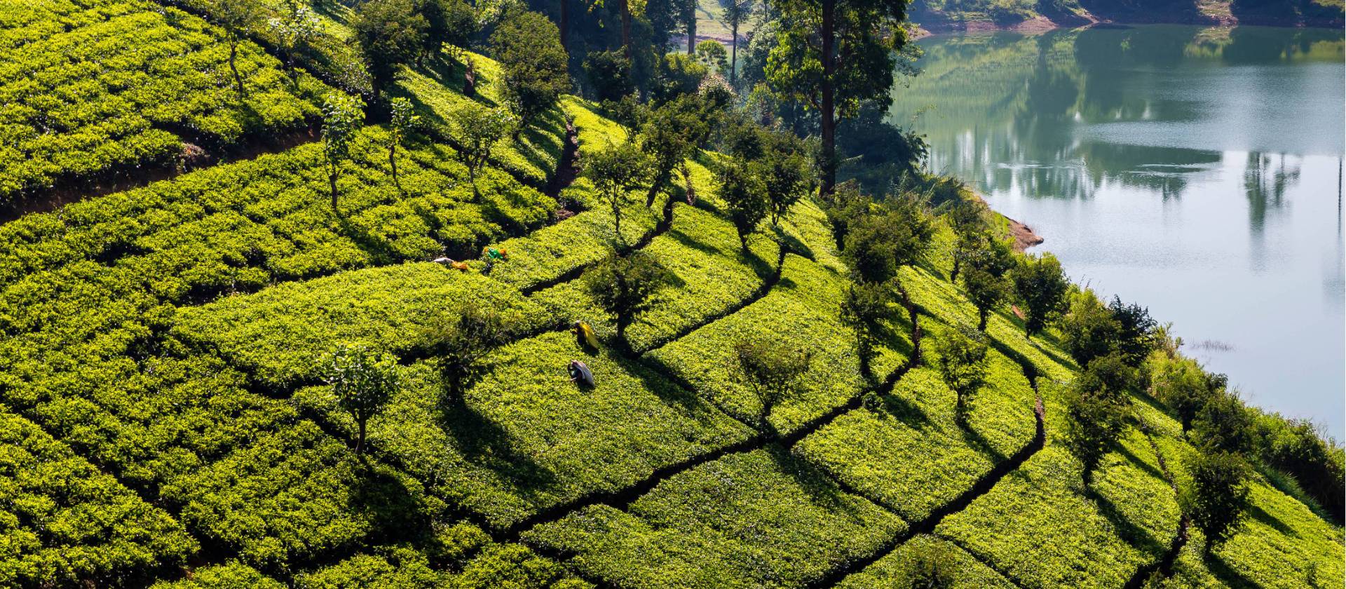 Classic Sri Lankan tea plantation landscapes | Richard I'Anson