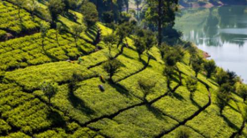 Classic Sri Lankan tea plantation landscapes | Richard I'Anson