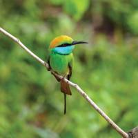 Green bee-eater in the canopy of Udawalawe National Park | Scott Pinnegar