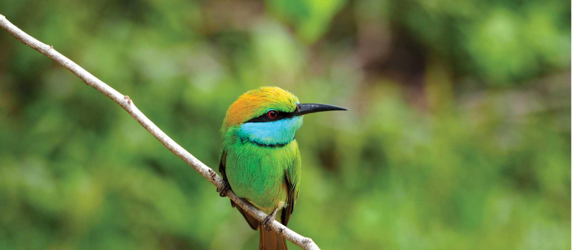 Green bee-eater in the canopy of Udawalawe National Park | Scott Pinnegar