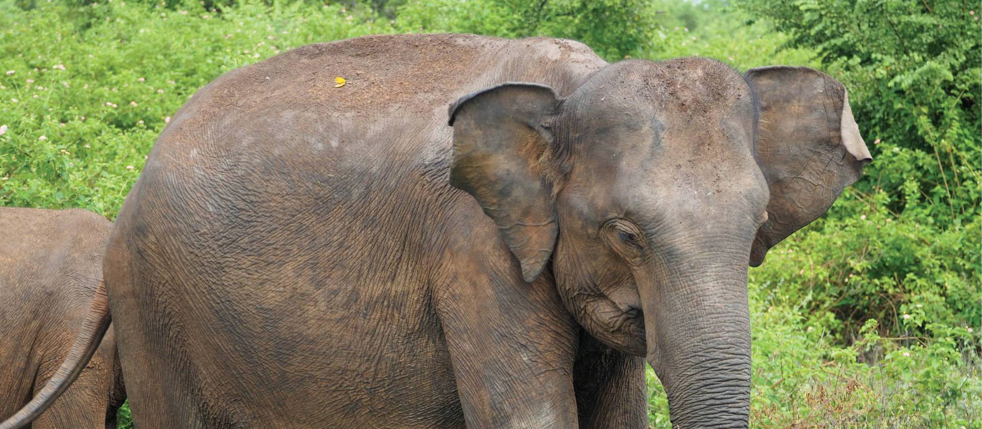 The forests of Udawalawe National Park are home to large herds of wild elephants | Scott Pinnegar