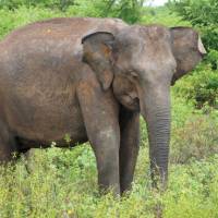 The forests of Udawalawe National Park are home to large herds of wild elephants | Scott Pinnegar