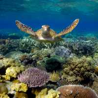 Great Barrier Reef