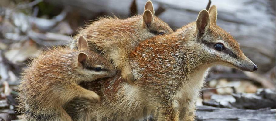The numbat, also known as the noombat or walpurti, is an insectivorous marsupial, found only in several small colonies in Western Australia