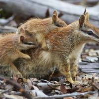 The numbat, also known as the noombat or walpurti, is an insectivorous marsupial, found only in several small colonies in Western Australia
