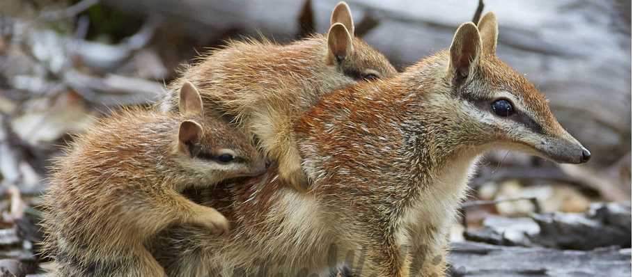 The numbat, also known as the noombat or walpurti, is an insectivorous marsupial, found only in several small colonies in Western Australia