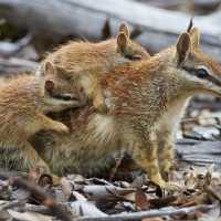 The numbat, also known as the noombat or walpurti, is an insectivorous marsupial, found only in several small colonies in Western Australia