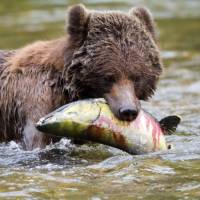 Grizzly Bear enjoying a juicy salmon | Tom Rivest