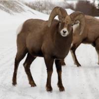 Bighorn sheep | Tourism Jasper
