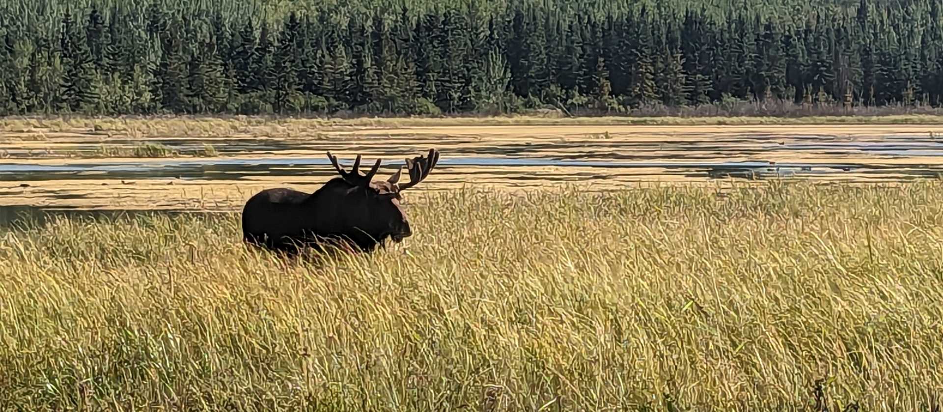 Moose in the Yukon are one of the largest subspecies found across Canada | Trevor Sauve