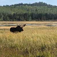 Moose in the Yukon are one of the largest subspecies found across Canada | Trevor Sauve