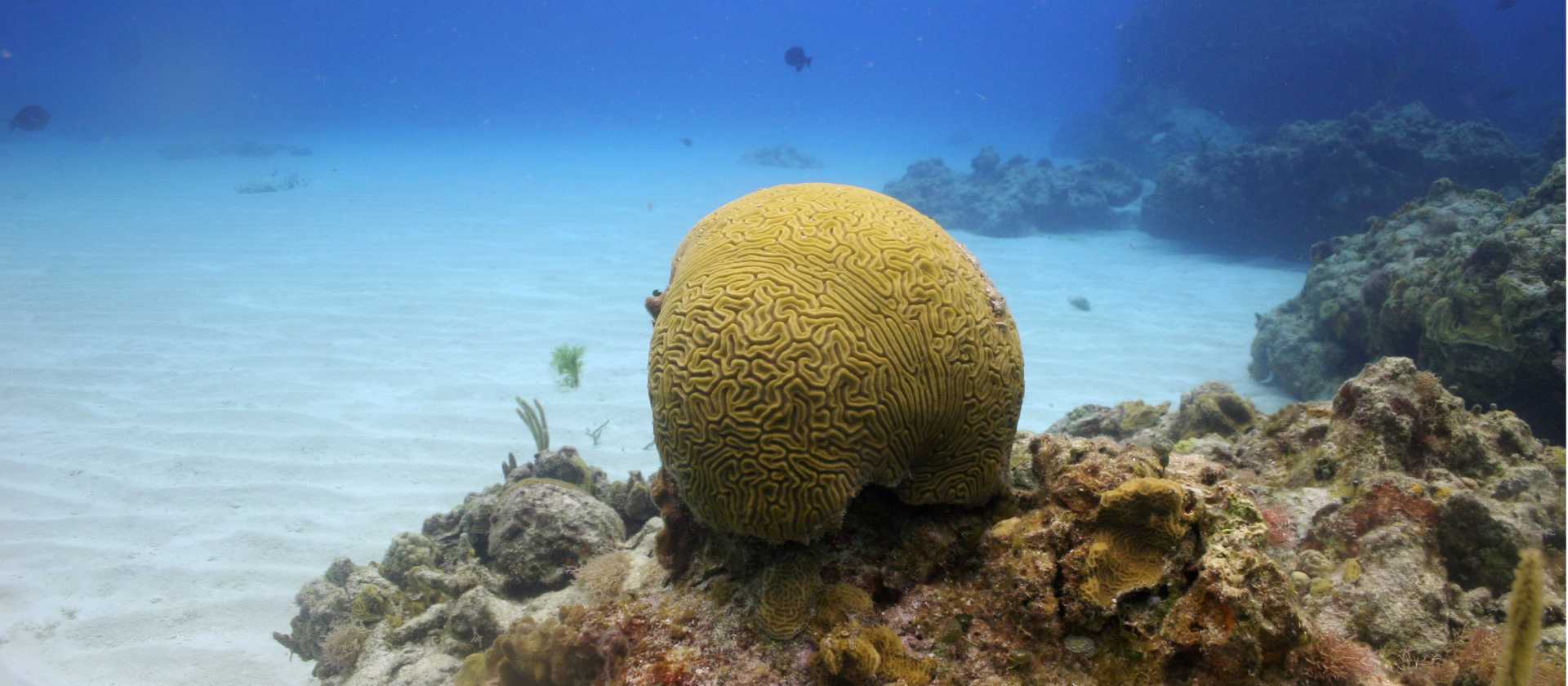Brain corals grow very slowly, but they build super strong structures that act as the foundations of coral reefs.