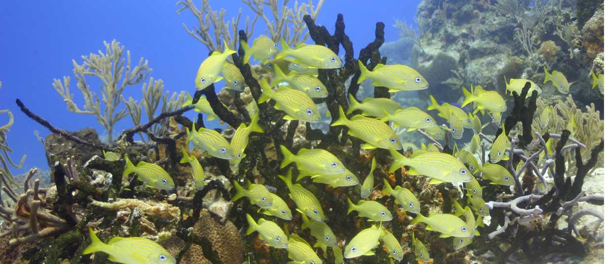 Brightly coloured Chachi fish roam the coral reef project in warm Mexican waters.
