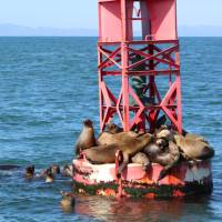 Santa Barbara California sea lions and seals