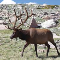 Elk spotting in the Rocky Mountains