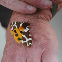 Beautiful butterfly resting on one of the hiker's hands | Sue Badyari