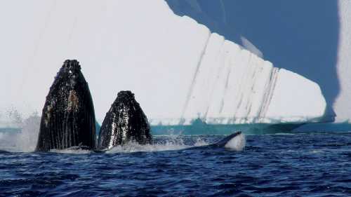 Humpback Whales off the coast of Cuverville Island, Antarctica | Elaine Clueit