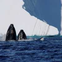 Humpback Whales off the coast of Cuverville Island, Antarctica | Elaine Clueit