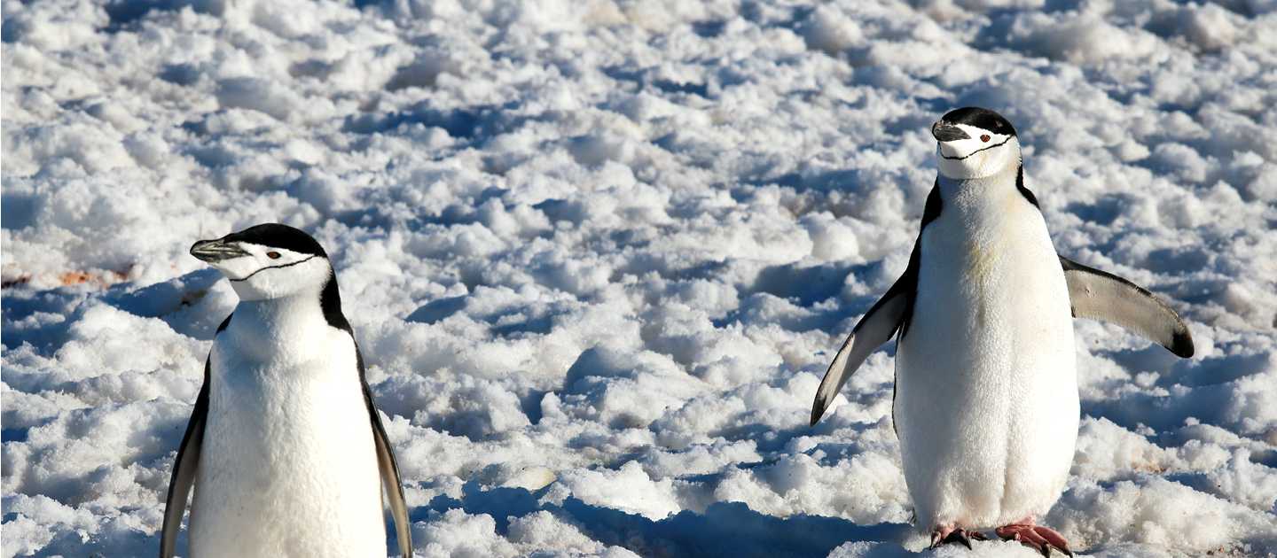 Chinstrap Penguins in Half Moon Bay | Kyle Super