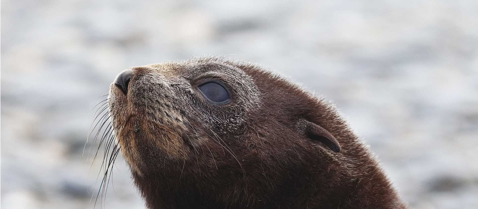 A baby fur seal | Peter Walton