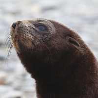 A baby fur seal | Peter Walton