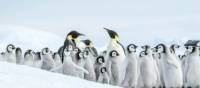 The Emperor Penguin colony at Snow Hill, Antarctica | Ilja Reijnen