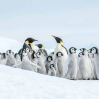 The Emperor Penguin colony at Snow Hill, Antarctica | Ilja Reijnen