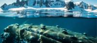 A humpback whale in Antarctica | Dietmar Denger