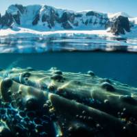 A humpback whale in Antarctica | Dietmar Denger