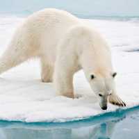 A polar bear at close range in the Arctic | Sue Josephsen