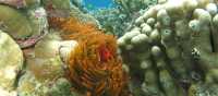 Explore Melanesia underwater and discover some of the best coral reefs in the world | A Russ