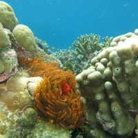 Explore Melanesia underwater and discover some of the best coral reefs in the world | A Russ