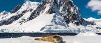 A leopard seal rests on an iceberg in Antarctica | Richard I'Anson
