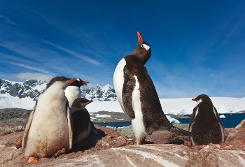 Antarctica's abundance of wildlife include large colonies of Gentoo Penguins&#160;-&#160;<i>Photo:&#160;Peter Walton</i>