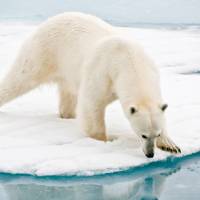 A polar bear at close range in the Arctic | Sue Josephsen