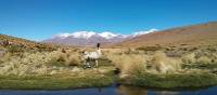Alpaca in the Bolivian altiplano