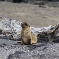 Baby sea lion on the sandy shores of Galapagos Islands | Ken Harris